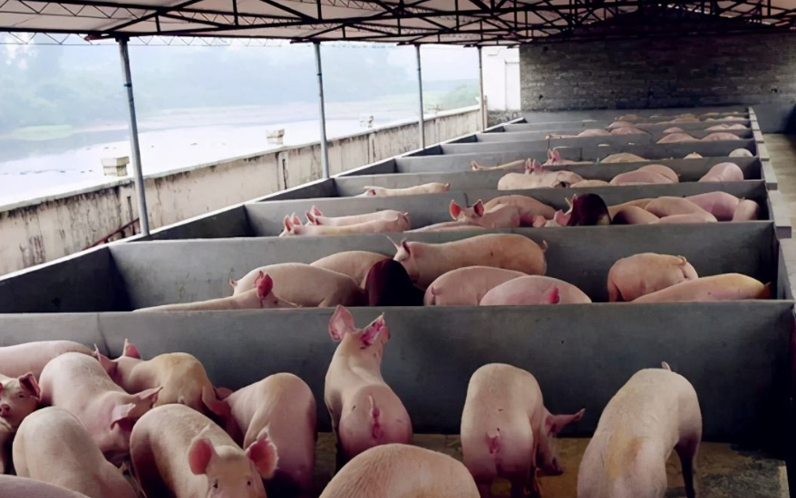 養豬污水處理設備包含哪些，教你選購適合的養殖污水處理設備