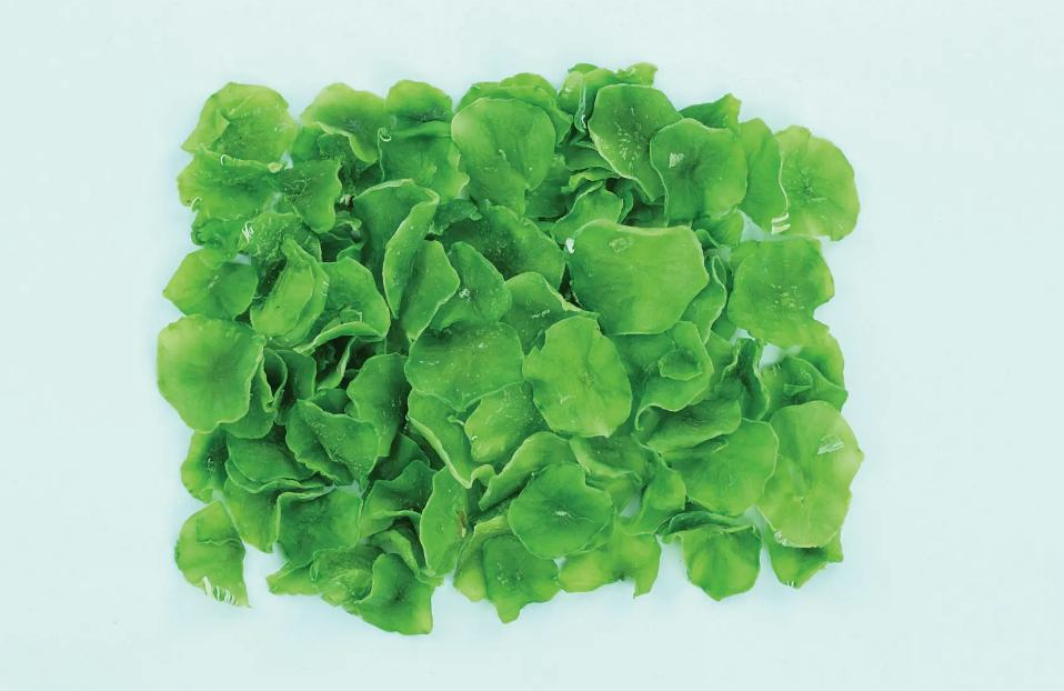 有機蔬菜脫水廢水處理設(shè)備|食品污水處理設(shè)備