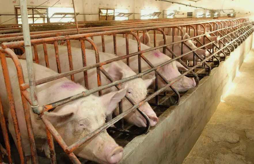 養豬場污水處理設備一套要多少錢?（養豬場污水處理設備污水處理）